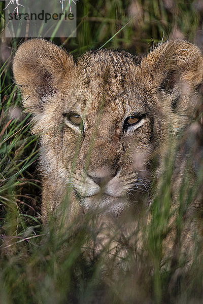 Löwenjunges (Panthera leo) wartet auf seine Mutter und versteckt sich im hohen Gras  Masai Mara National Reserve  Kenia