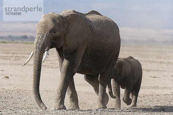 Afrikanischer Elefant (Loxodonta africana) und Jungtier  Amboseli-Nationalpark  Kenia