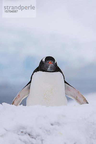 Eselspinguine (Pygoscelis papua) zu Fuss im Schnee  Petermann-Insel  Antarktis