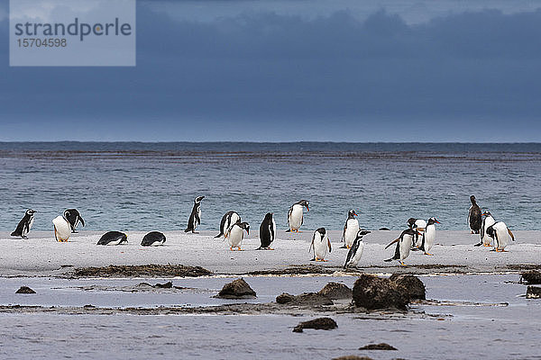 Kolonie der Eselspinguine (Pygoscelis papua) am Sandstrand  Falkland-Inseln