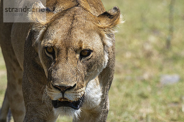 Löwin (Panthera leo)  Khwai-Konzession  Okavango-Delta  Botswana