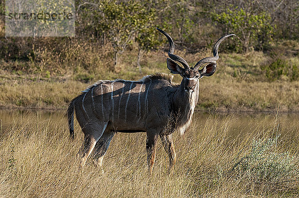 Kudu (Tragelaphus strepsiceros)  Savute-Kanal  Linyanti  Botswana