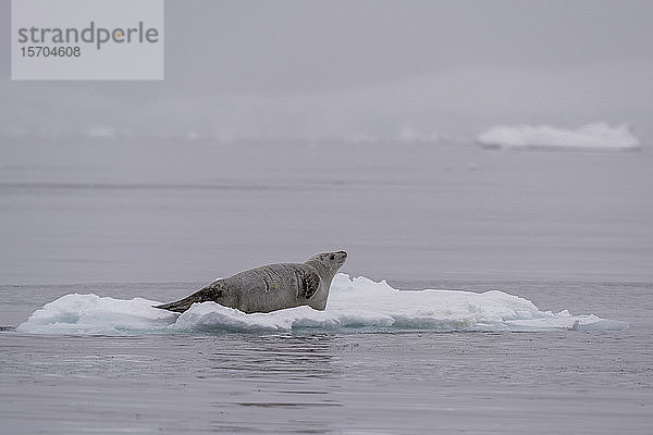 Auf Eis ruhende Krabbenfresserrobbe (Lobodon carcinophaga)  Wilhelmina Bay  Antarktis