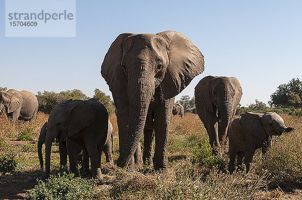 Herde afrikanischer Elefanten (Loxodonta africana)  Mashatu-Wildreservat  Botswana