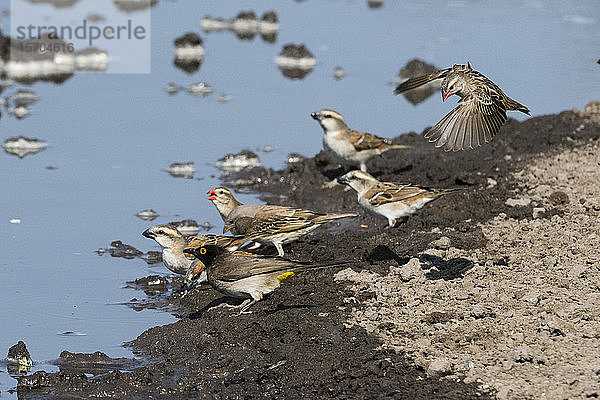 Verschiedene Vogelarten am Wasserloch gesammelt  Kalahari  Botswana