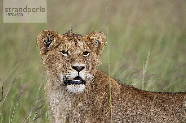 Löwin (Panthera leo)  Masai Mara National Reserve  Kenia