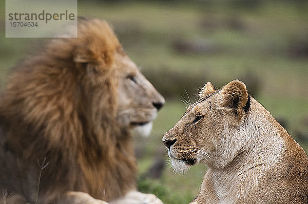 Löwe und Löwin (Panthera leo)  Masai Mara National Reserve  Kenia