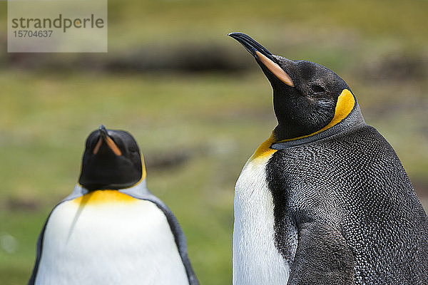 Porträt von zwei Königspinguinen (Aptenodytes patagonica)  Falkland-Inseln