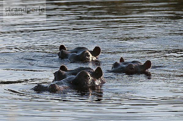 Flusspferde (Hippopotamus amphibius) im Fluss schwimmend  Okavango-Delta  Botswana