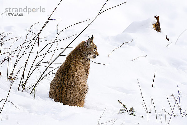 Europäischer Luchs (Lynx linx)  in Gefangenschaft  Nationalpark Bayerischer Wald  Bayern  Deutschland