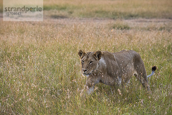 Löwin (Panthera Löwe) beim Wandern in der Savanne  Masai Mara National Reserve  Kenia