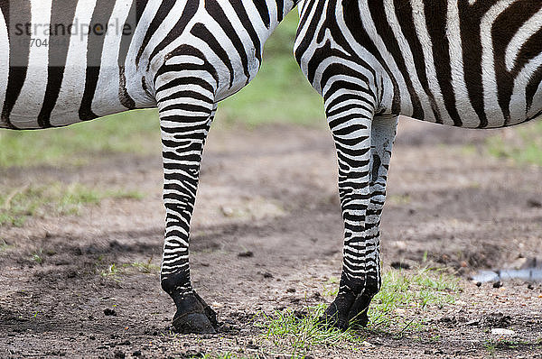 Schnappschuss eines Zebras (Equus quagga)  Masai Mara National Reserve  Kenia