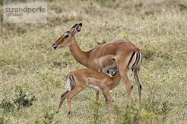 Impala (Aepyceros melampus) und Kalb   Masai Mara-Nationalpark  Kenia