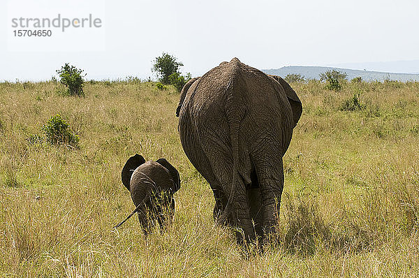 Afrikanischer Elefant und Jungtier (Loxodonta africana)  Masai Mara-Nationalreservat  Kenia