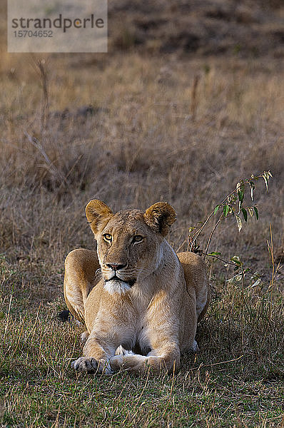 Löwin (Panthera leo)  Masai Mara-Nationalpark  Kenia