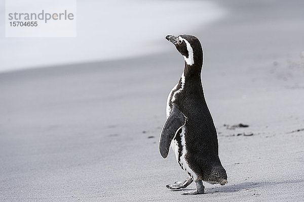 Magellan-Pinguin (Spheniscus magellanicus) am Strand  Falkland-Inseln