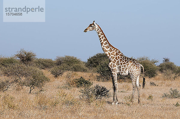 Südliche Giraffe (Giraffa camelopardalis)  Mashatu-Wildreservat  Botswana