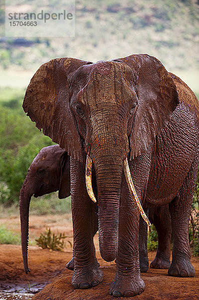 Afrikanischer Elefant (Loxodonta africana) und Kalb  Tsavo-Ost-Nationalpark  Kenia