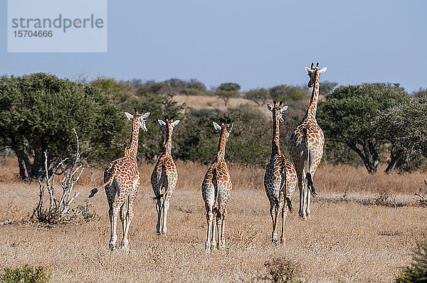 Turm der südlichen Giraffen (Giraffa camelopardalis)  Mashatu Game Reserve  Botswana