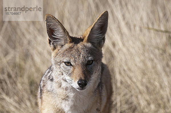 Schabrackenschakal (Canis mesomelas)  Deception Valley  Zentral Kalahari Wildreservat  Botswana