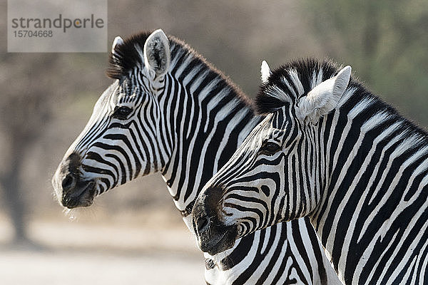 Seitenansicht von zwei Burchell-Zebras (Equus burchellii)  Kalahari  Botswana