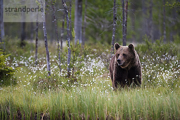Europäischer Braunbär (Ursus arctos) auf einer Wiese mit blühendem Wollgras  Kuhmo  Finnland