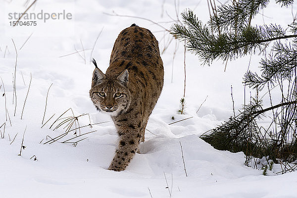 Europäischer Luchs (Lynx linx)  in Gefangenschaft  Nationalpark Bayerischer Wald  Bayern  Deutschland