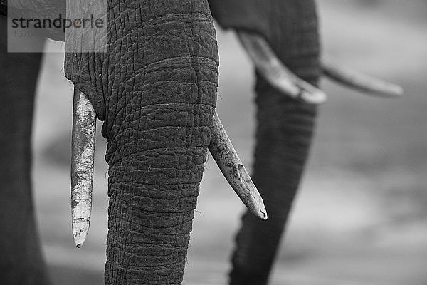 Detail von Rüssel und Elfenbeinstoßzahn des Afrikanischen Elefanten (Loxodonta africana)  Khwai-Konzession  Okavango-Delta  Botswana