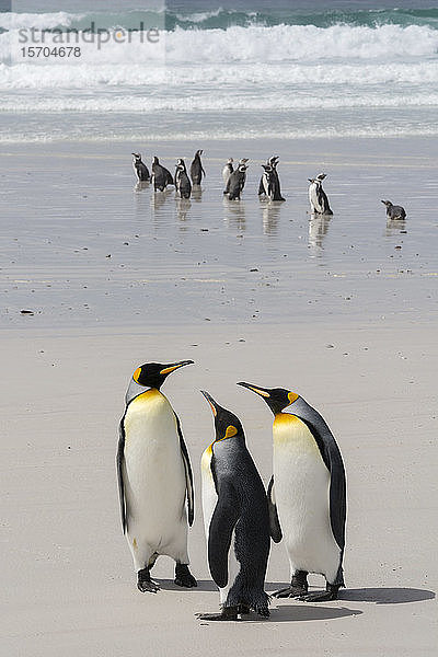 Drei Königspinguine (Aptenodytes patagonica) und Magellan-Pinguine (Spheniscus magellanicus) am Strand  Falkland-Inseln