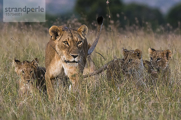 Löwin (Panthera leo) von Jungtieren begrüßt  Masai Mara National Reserve  Kenia