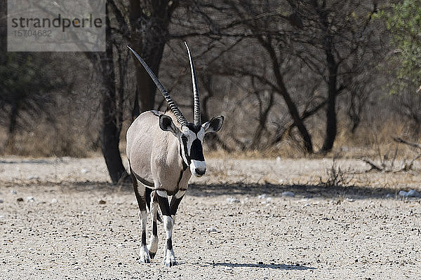 Gemsbock (Oryxgazella)  Kalahari  Botswana