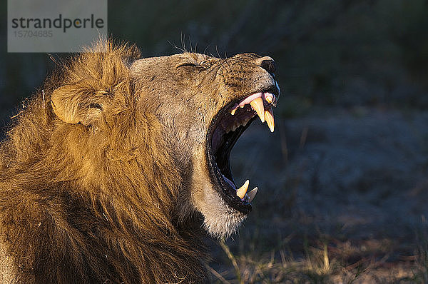 Löwe (Panthera leo)  Savute Channel  Linyanti  Botswana