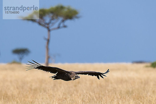 Geier fliegend  Masai Mara National Reserve  Kenia