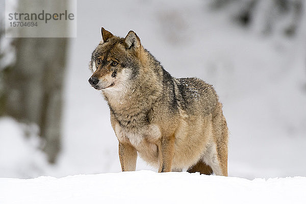 Grauer Wolf (Canis lupus)  Gefangener  Nationalpark Bayerischer Wald  Bayern  Deutschland