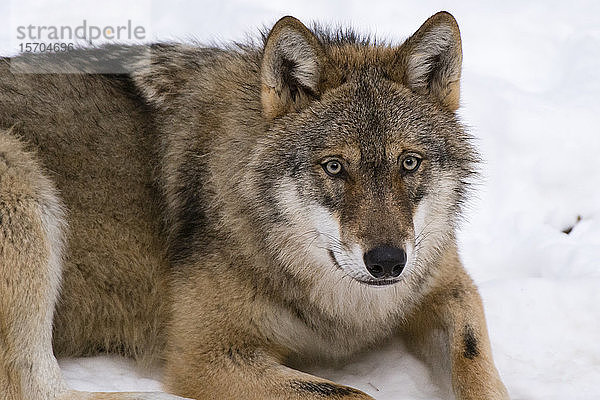 Grauer Wolf (Canis lupus)  Gefangener  Nationalpark Bayerischer Wald  Bayern  Deutschland