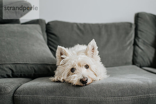 Haushund ruht auf der Couch im Wohnzimmer