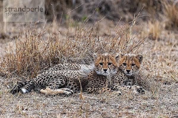 Gepard (Acinonyx jubatus)  Masai Mara-Nationalpark  Kenia