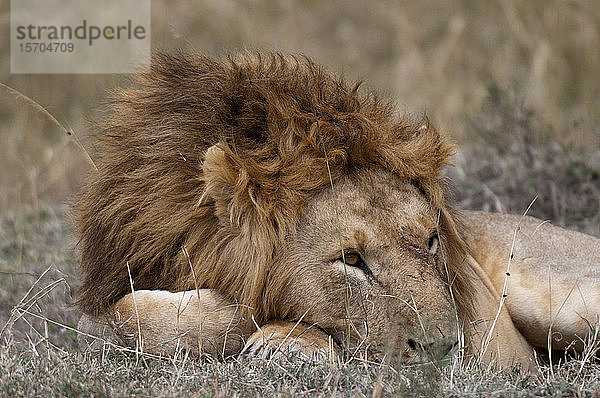 Auf Gras ruhender Löwe (Panthera Leo)  Masai Mara National Reserve  Kenia