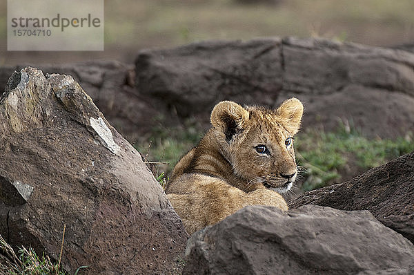 Löwenjunges (Panthera leo)  Masai Mara-Nationalpark  Kenia