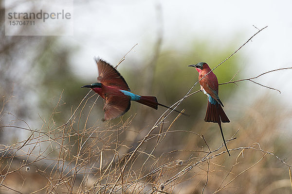 Südlicher Karminbienenfresser (Merops rubicoides)  Chobe-Nationalpark  Botswana