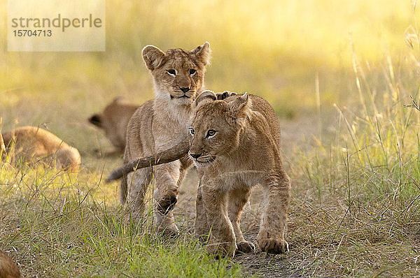 Löwenjunge (Panthera leo)  Masai Mara National Reserve  Kenia