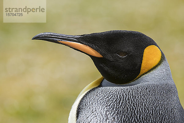 Bildnis des Königspinguins (Aptenodytes patagonica)  Falkland-Inseln