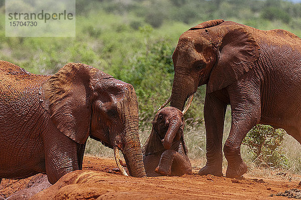 Afrikanische Elefanten (Loxodonta africana) helfen im Schlamm gefangenen Kälbern  Tsavo-Ost-Nationalpark  Kenia