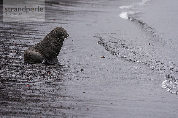 Antarktische Pelzrobbe (Arctocephalus gazella) am schwarzen Vulkanstrand  Deception Island  Antarktis