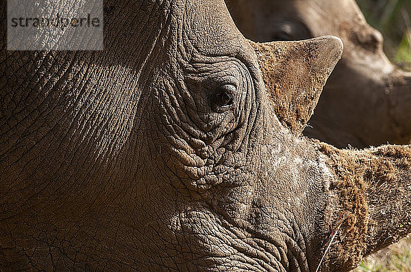 Breitmaulnashorn (Cerototherium simium)  Masai Mara National Reserve  Kenia