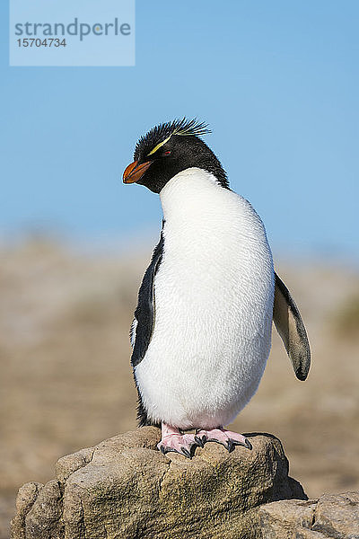 Rockhopper-Pinguin (Eudyptes chrysocome) auf Felsen stehend  Falkland-Inseln