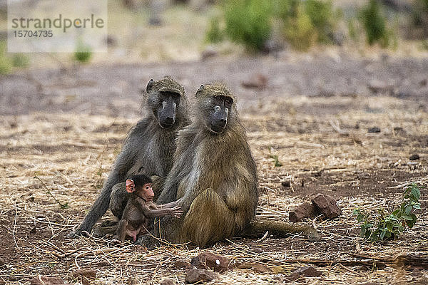 Chacma-Paviane (Papio ursinus) und Kleinkind  Chobe-Nationalpark  Botswana