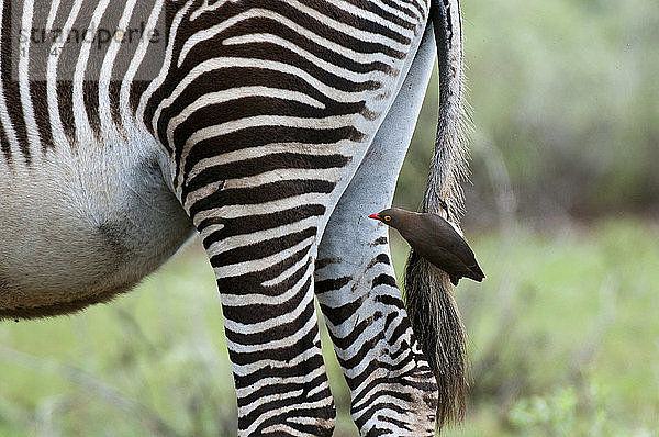 Rotschnabel-Madenhacker auf Grevy's Zebra-Schwanz (Equus grevyi)  Samburu-Nationalpark  Kenia