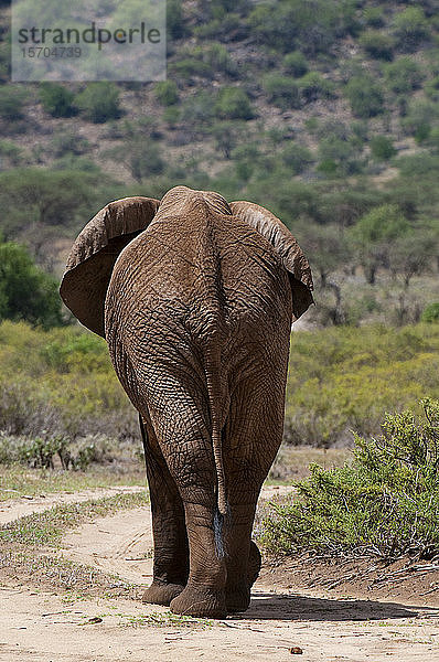 Afrikanischer Elefant (Loxodonta africana)  Samburu-Nationalpark  Kenia