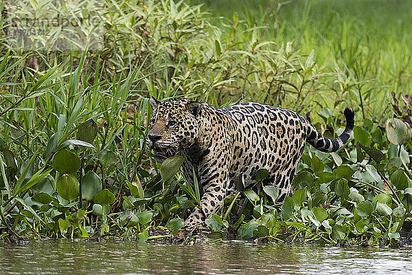 Jaguar (Panthera onca) bei einem Spaziergang am Ufer des Cuiaba-Flusses  Pantanal  Mato Grosso  Brasilien